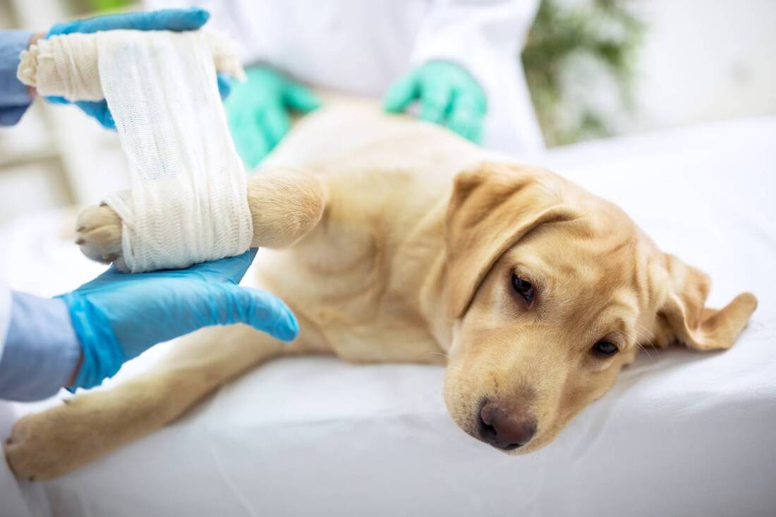 Why Soft Tissue Injuries in Dogs Should Be Taken Seriously
