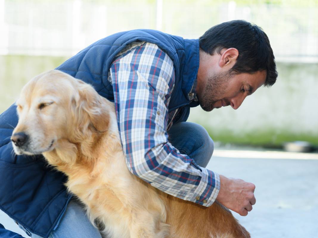Man wearing a vest and plaid shirt kneeling and holding a golden retriever in pain checking its back and hind legs.